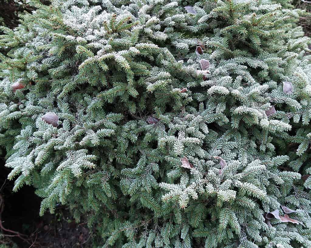 Kent wintersfeer (5)