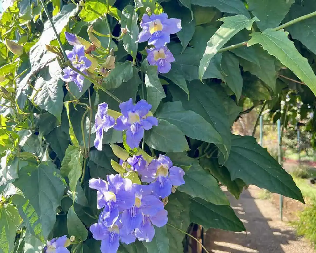 Trossen lichtpaarse bloemen met een geel hart groeien tussen weelderige groene bladeren, koesterend in fel zonlicht langs een tuinpad.
