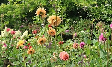 Een weelderige tuin vol met verschillende bloeiende bloemen, waaronder hoge oranje en gele dahlia's, roze en paarse bloesems, en dicht groen gebladerte creëert een levendig tuinavontuur-een kleurrijk natuurtafereel geïnspireerd door Marieke Nolsen.