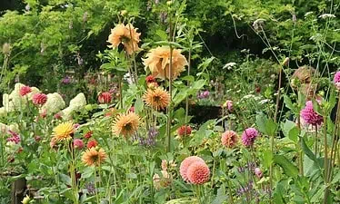 Een weelderige tuin vol met verschillende bloeiende bloemen, waaronder hoge oranje en gele dahlia's, roze en paarse bloesems, en dicht groen gebladerte creëert een levendig tuinavontuur-een kleurrijk natuurtafereel geïnspireerd door Marieke Nolsen.