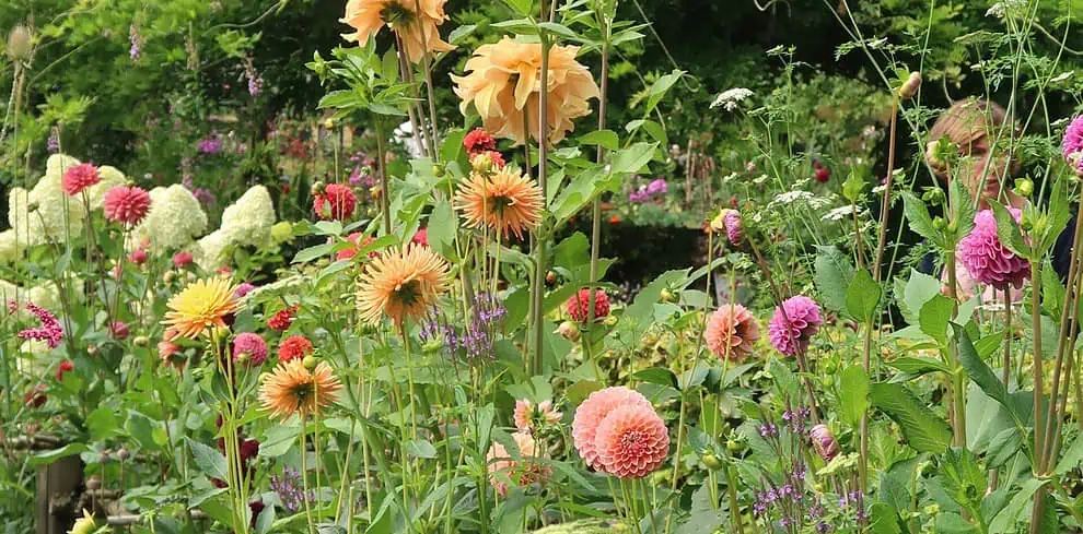 Een weelderige tuin vol met verschillende bloeiende bloemen, waaronder hoge oranje en gele dahlia's, roze en paarse bloesems, en dicht groen gebladerte creëert een levendig tuinavontuur-een kleurrijk natuurtafereel geïnspireerd door Marieke Nolsen.