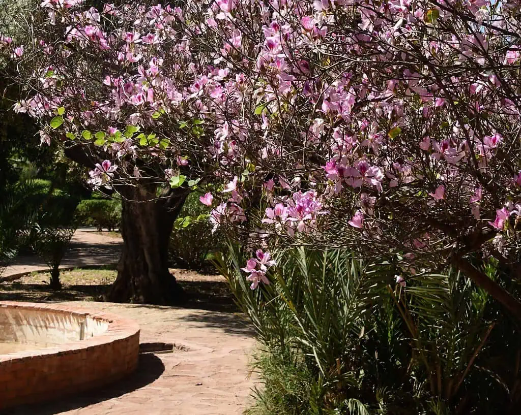 Een pad kronkelt langs een droge, ronde bakstenen fontein, omzoomd door weelderig groen en een boom met overvloedige roze bloesems in volle bloei. Zonlicht filtert door de bladeren en creëert gevlekte schaduwen op de grond.