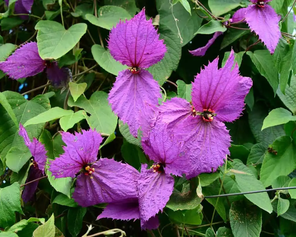 Helderpaarse bloemen met grote, gestructureerde bloemblaadjes en een geel hart vallen op tussen dichte groene bladeren en wijnranken in een weelderige tuin.