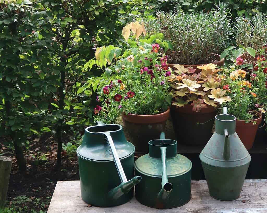 Nolsen bloemenreis (1)