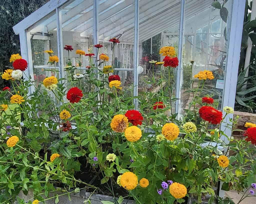 Nolsen bloemenreis (2)