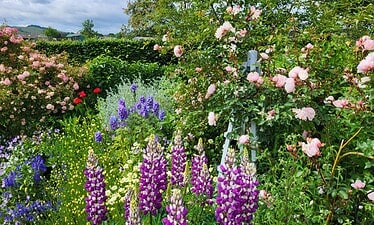 Een levendige tuin in Northumberland vol bloeiende bloemen, waaronder hoge paarse lupines, roze rozen, trossen blauwe en gele bloemen en weelderig groen gebladerte onder een gedeeltelijk bewolkte hemel.