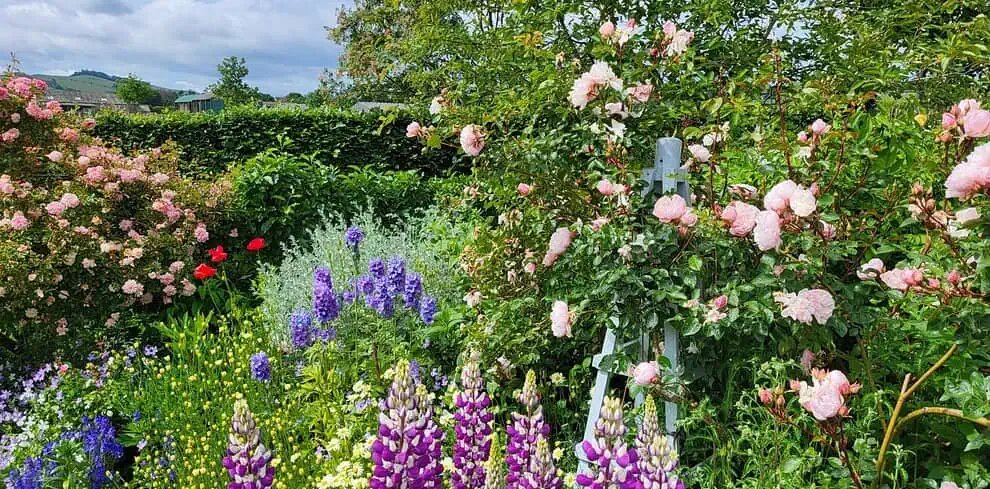 Een levendige tuin in Northumberland vol bloeiende bloemen, waaronder hoge paarse lupines, roze rozen, trossen blauwe en gele bloemen en weelderig groen gebladerte onder een gedeeltelijk bewolkte hemel.