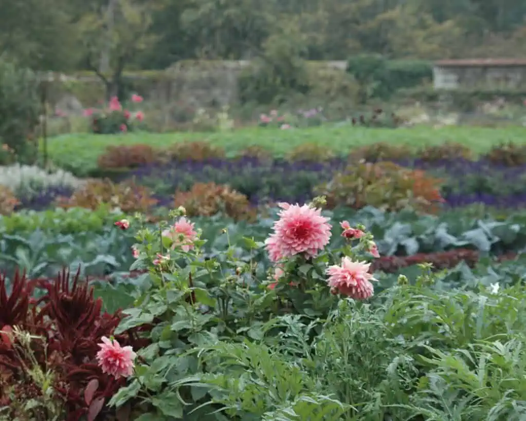 Roze dahlia's bloeien op de voorgrond van een weelderige tuin vol verschillende bladplanten en bloemen, met een mix van groen, paars en rood gebladerte en vage bomen op de achtergrond.