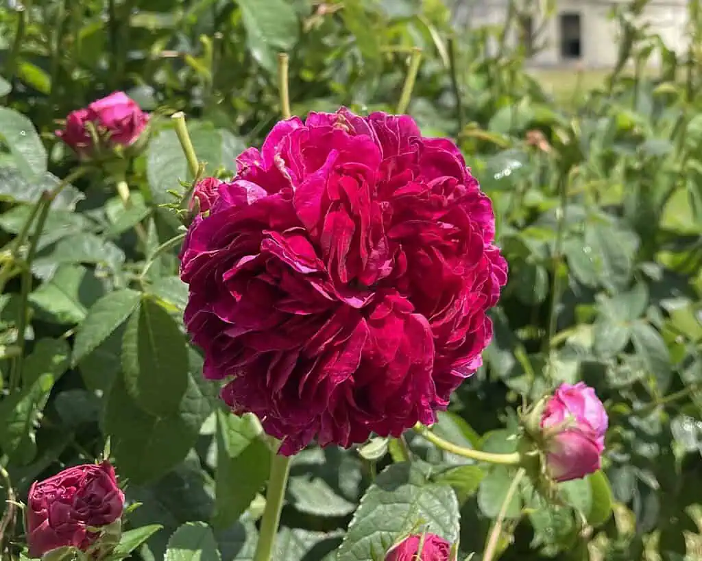 Een levendige, dieproze roos in volle bloei wordt omringd door weelderige groene bladeren en rozenknoppen, sommige gedeeltelijk open, met zonlicht dat de bloemblaadjes benadrukt.