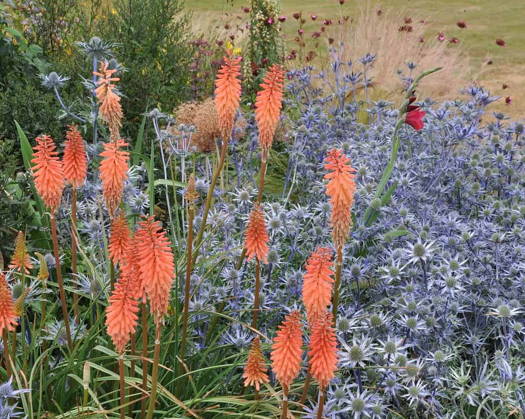 Een levendige tuin met hoge oranjerode toortslelies (Kniphofia) op de voorgrond, omringd door dichte trossen stekelige blauwe zeedistelbloemen en andere gemengde wilde bloemen, met grasveld op de achtergrond.