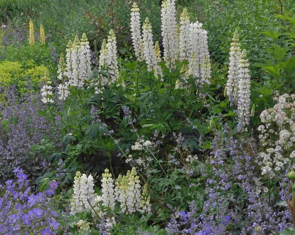 Hoge, witte lupinebloemen steken boven het groene blad uit in Oost-Schotland, omringd door trossen kleine paarse en gele bloemen in weelderige privétuinen.