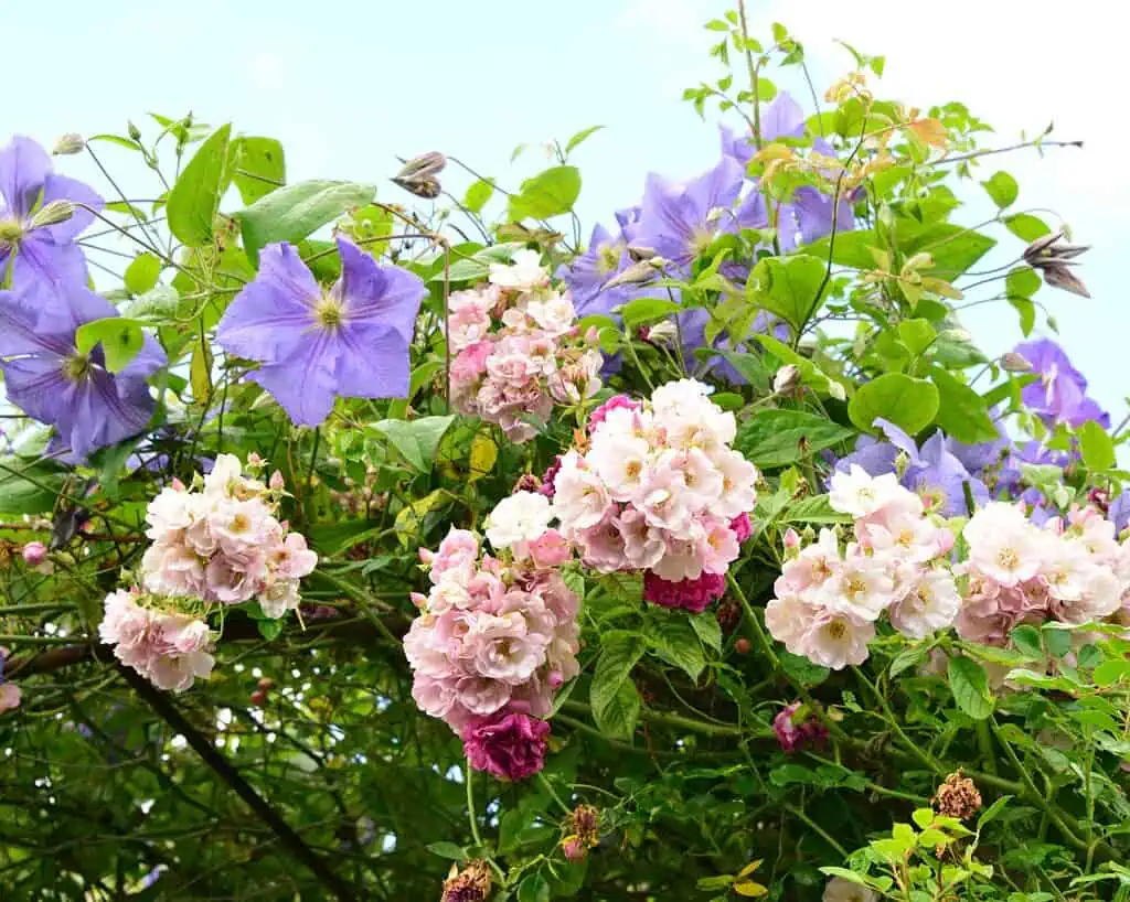 Een levendig tuintafereel met trossen lichtroze rozen en grote paarse clematisbloemen die samen aan weelderige groene wijnranken groeien, wat doet denken aan de charmante privétuinen van Oost-Schotland, tegen een heldere hemel.