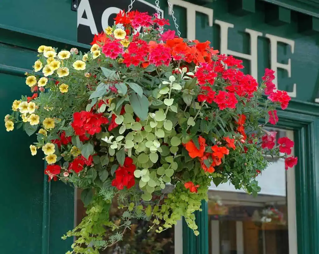 Een hangende mand vol met levendige rode, gele en groene bloemen en gebladerte roept de schoonheid op van klassieke tuinen, weergegeven tegen een groene winkelpui met gedeeltelijk witte letters op de achtergrond.