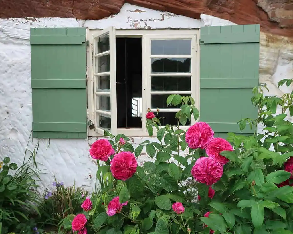Een witte stenen muur met een open raam omlijst door groene luiken en levendige roze rozen die op de voorgrond bloeien, roept het gevoel op van rustig aan doen op een rustige dag in Shropshire.