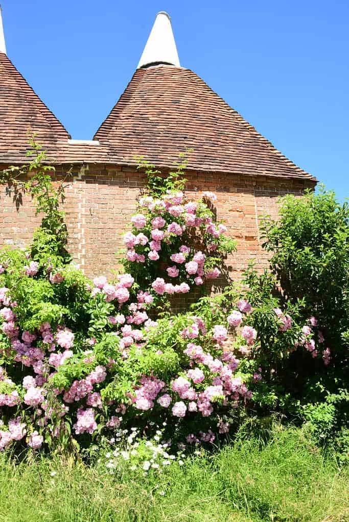 Sissinghurst Castle Gardens