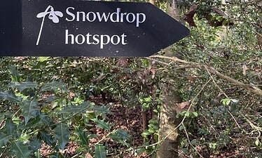 Een zwart bord met een wit sneeuwklokjesbloempictogram wijst naar rechts, met de tekst Sneeuwklokjeshotspot, omringd door groene bomen en gebladerte - perfect voor je Sneeuwklokjesreisavontuur in het Shaftesbury bosgebied.