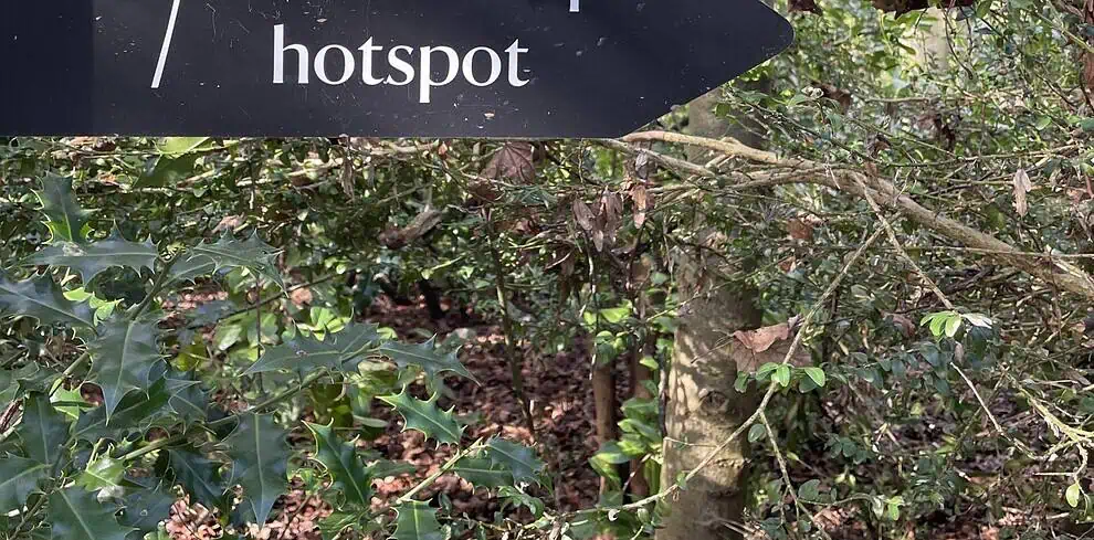 Een zwart bord met een wit sneeuwklokjesbloempictogram wijst naar rechts, met de tekst Sneeuwklokjeshotspot, omringd door groene bomen en gebladerte - perfect voor je Sneeuwklokjesreisavontuur in het Shaftesbury bosgebied.