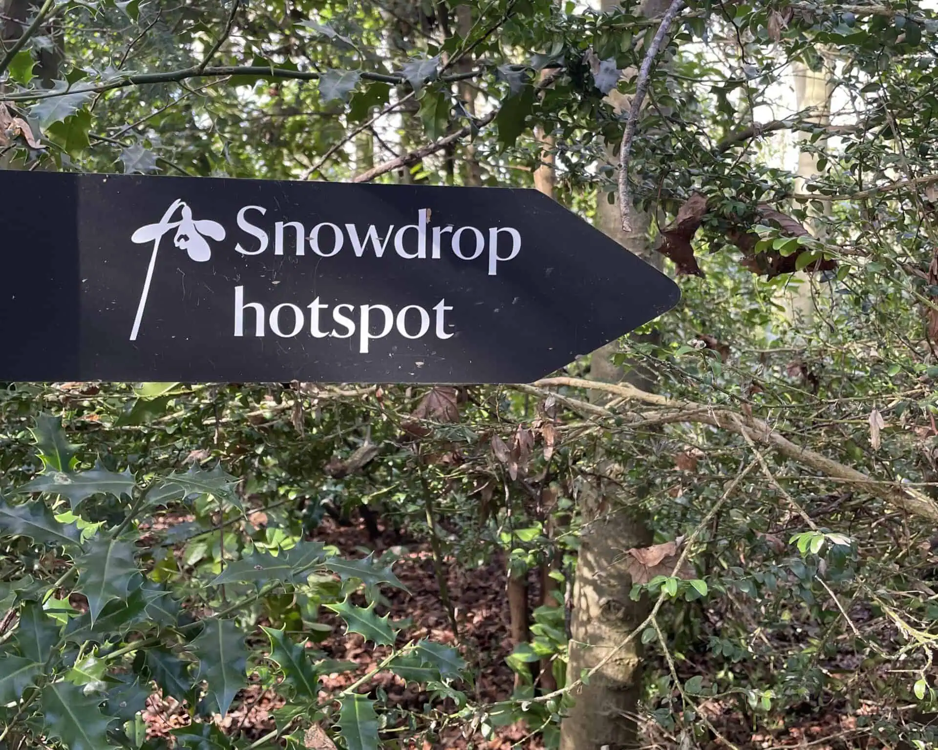 Een zwart bord met een wit sneeuwklokjesbloempictogram wijst naar rechts, met de tekst Sneeuwklokjeshotspot, omringd door groene bomen en gebladerte - perfect voor je Sneeuwklokjesreisavontuur in het Shaftesbury bosgebied.