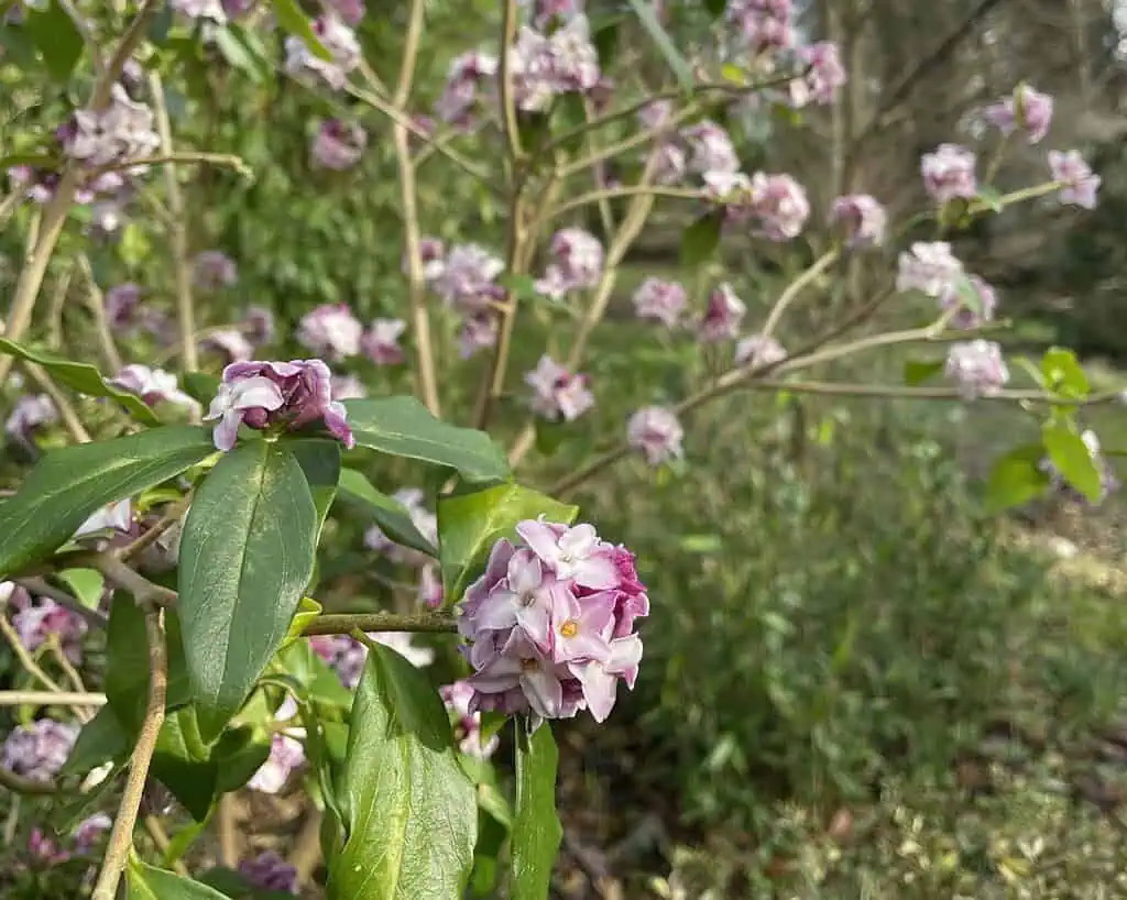 Close-up van roze en witte bloemen met groene bladeren aan een struik in Shaftesbury, met meer bloemen en groen op de achtergrond. Zonlicht accentueert het gebladerte en geeft de scène een Sneeuwklokjesreis-achtige charme.