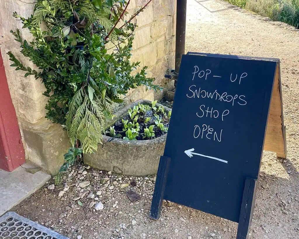 Op een handgeschreven bord met zwart krijt staat "Pop-up Sneeuwklokjeswinkel Open" met een pijl naar rechts. Het bord staat op een grindpad in Shaftesbury naast een stenen plantenbak met groen, perfect voor je Sneeuwklokjesreis-avontuur.