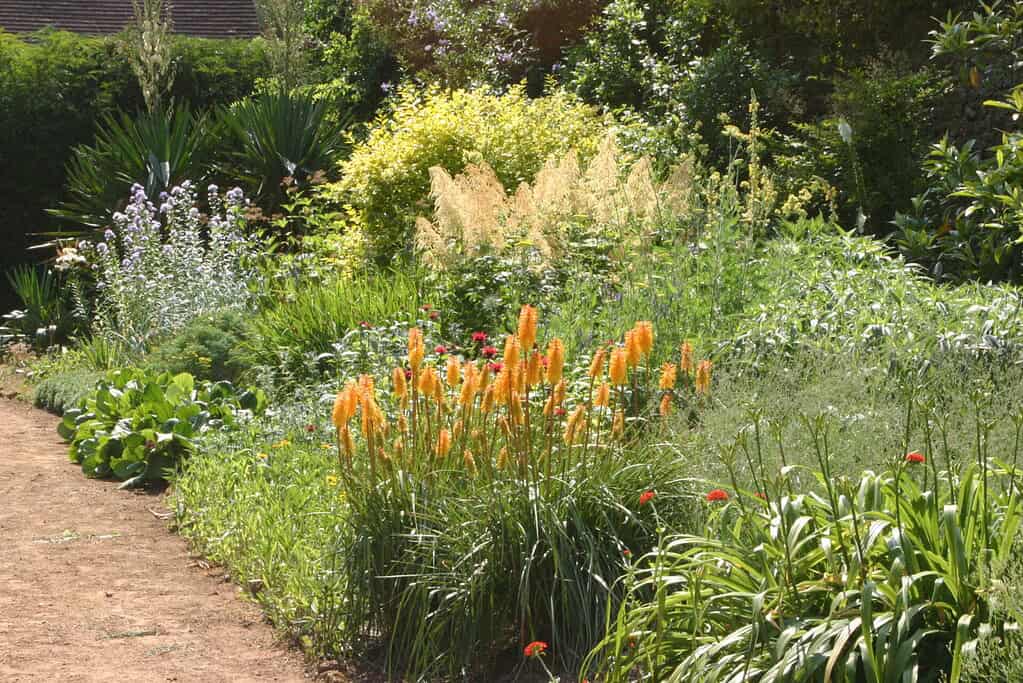 Een weelderige tuin met dicht groen gebladerte, grote gele en oranje bloemen en verschillende planten naast een zandpad op een zonnige dag.