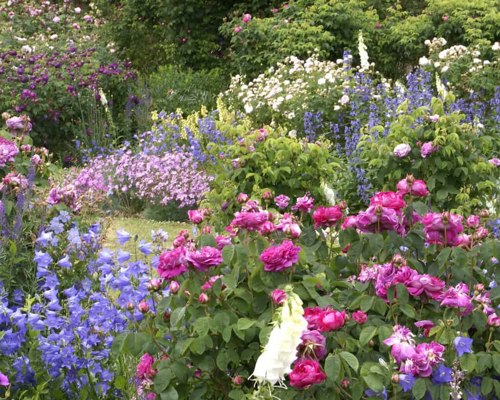 Een weelderige, kleurrijke tuin vol bloeiende roze rozen, blauwe en paarse bloemen en groene struiken, die een levendig en natuurlijk tafereel creëren.