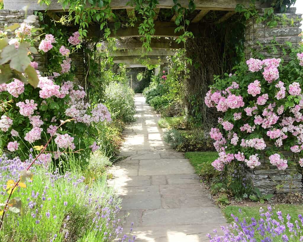 Een stenen pad met weelderige groene planten en bloeiende roze rozen loopt onder houten bogen bedekt met wijnranken en creëert een charmant tuintafereel bij helder daglicht.