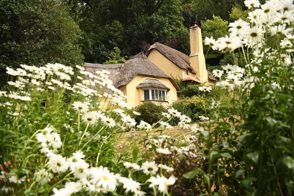 Een charmant geel huisje met rieten dak ligt verscholen tussen weelderig groen en bloeiende witte margrieten, met bomen op de achtergrond die een vredig, schilderachtig plattelandstafereel creëren.