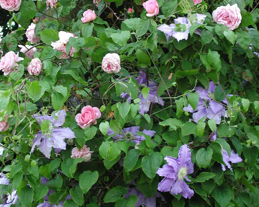 Een weelderige wirwar van groene bladeren met roze rozen en grote, stervormige paarse clematisbloemen die samen bloeien.