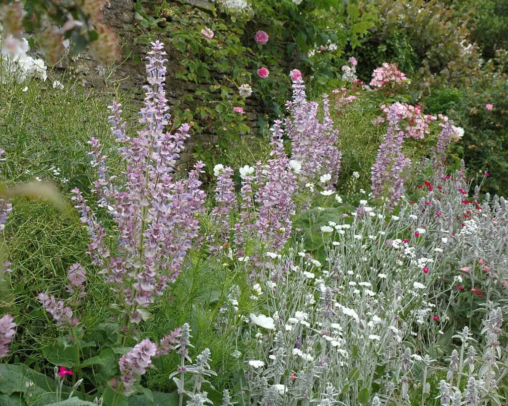 Een weelderige tuinborder met hoge, lichtpaarse bloeiende planten, trossen kleine witte bloemen en roze rozen, allemaal omringd door groen gebladerte tegen een bakstenen muur.