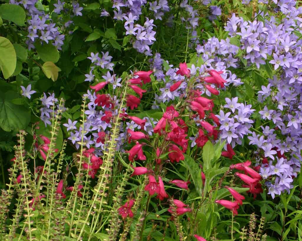 Een tuintafereel met clusters van levendige rode buisvormige bloemen en overvloedige lichtpaarse stervormige bloemen, omringd door weelderige groene bladeren en stengels.