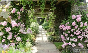 Een stenen pad met weelderige groene planten en bloeiende roze rozen loopt onder houten bogen bedekt met wijnranken en creëert een charmant tuintafereel bij helder daglicht.