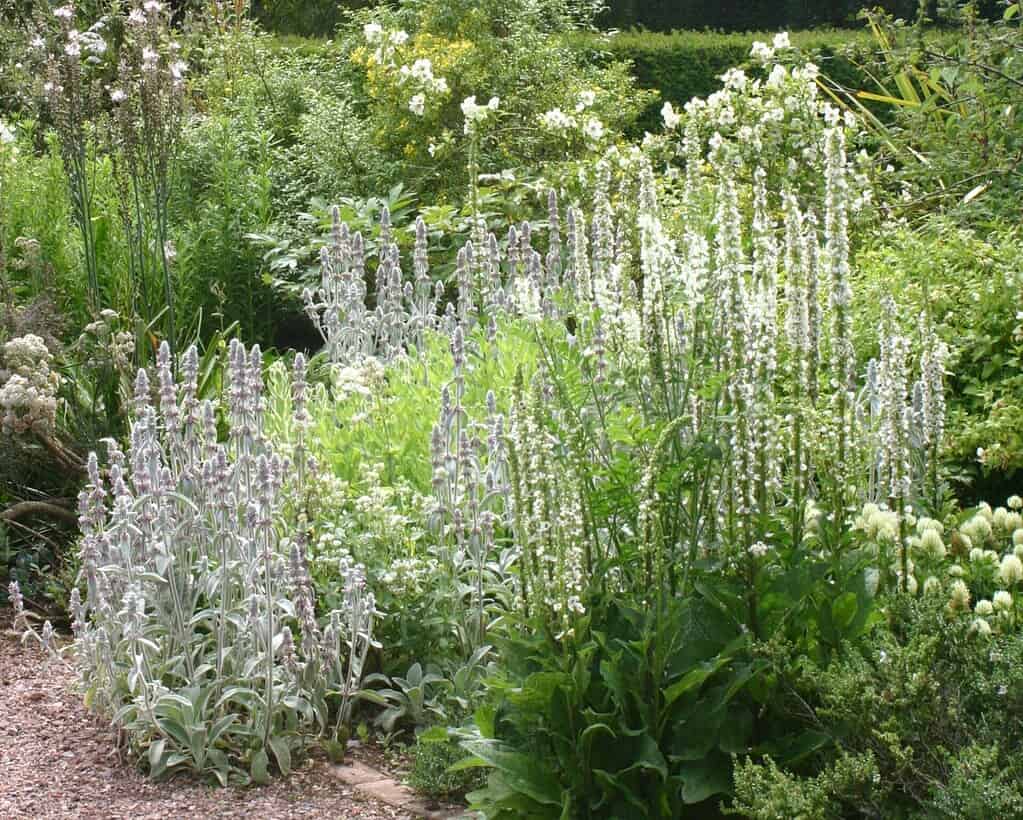Een weelderige tuin met hoge bloeiende planten, waaronder lamsoor met zilverkleurige bladeren en witte stekelige bloemen, omringd door divers groen gebladerte en andere bloeiende planten. Een grindpad omzoomt de tuin.