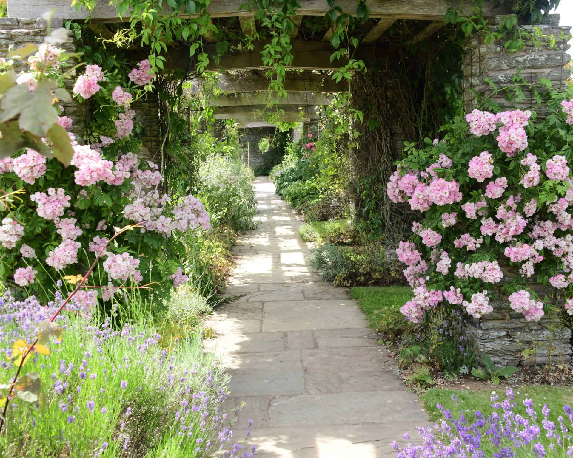 Een stenen pad met weelderige groene planten en bloeiende roze rozen loopt onder houten bogen bedekt met wijnranken en creëert een charmant tuintafereel bij helder daglicht.