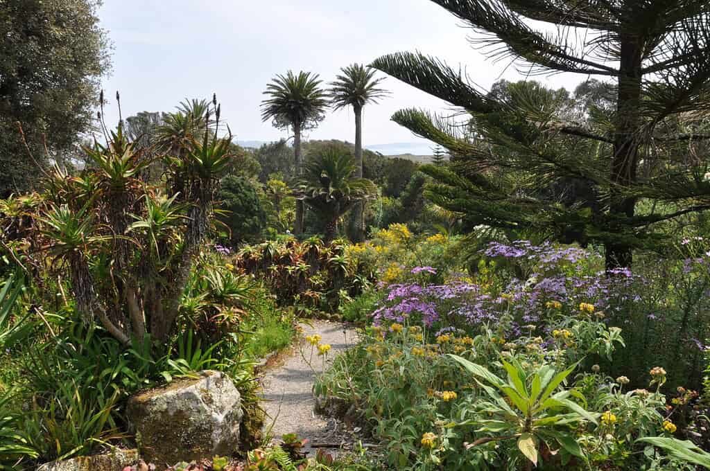 Tresco Abbey Garden