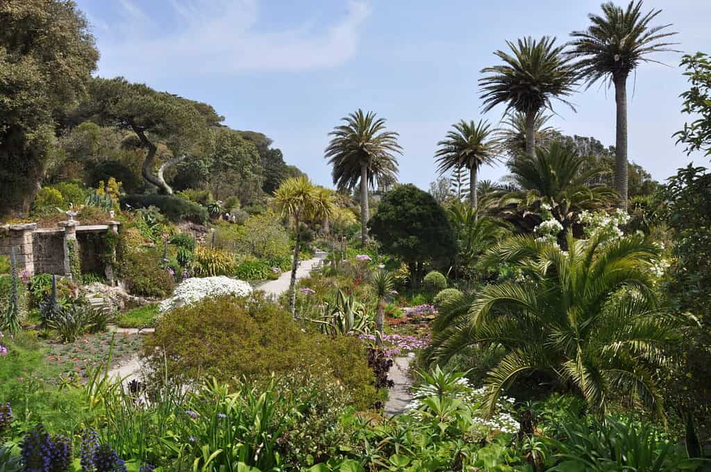 Tresco Abbey Garden
