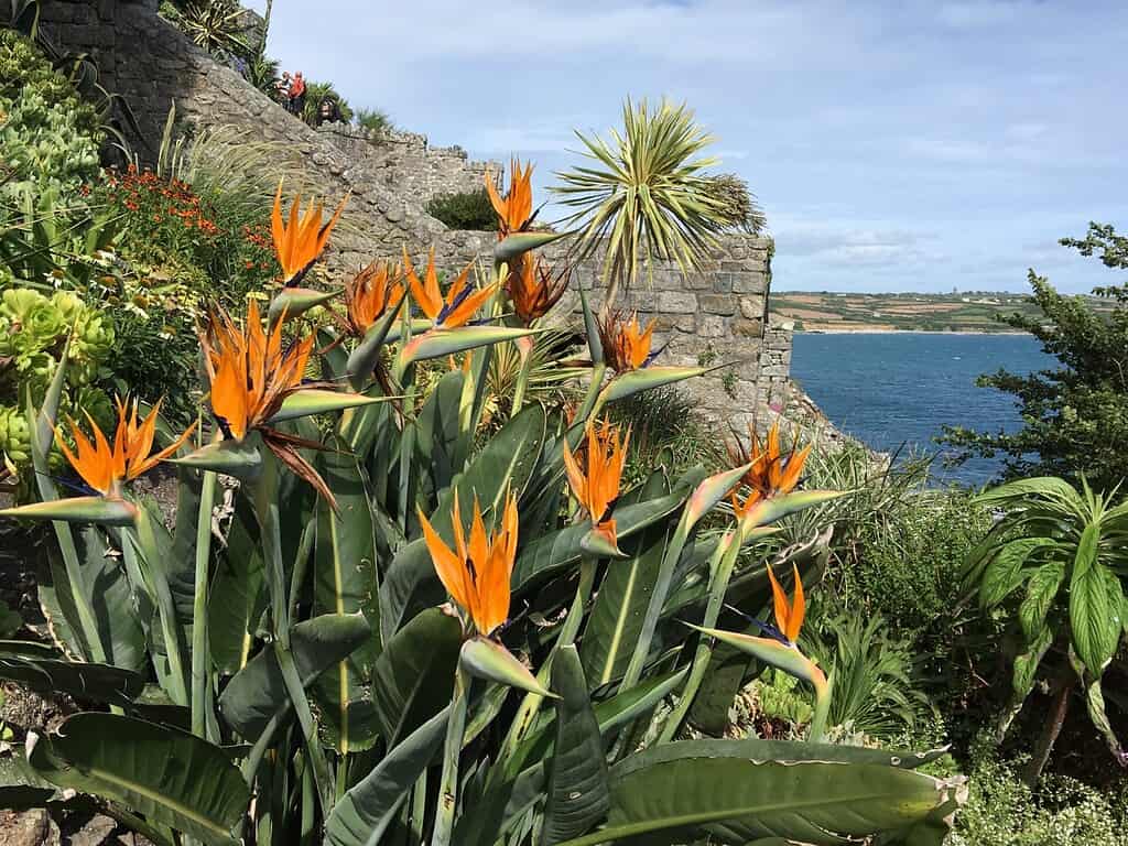 Tresco Abbey Garden
