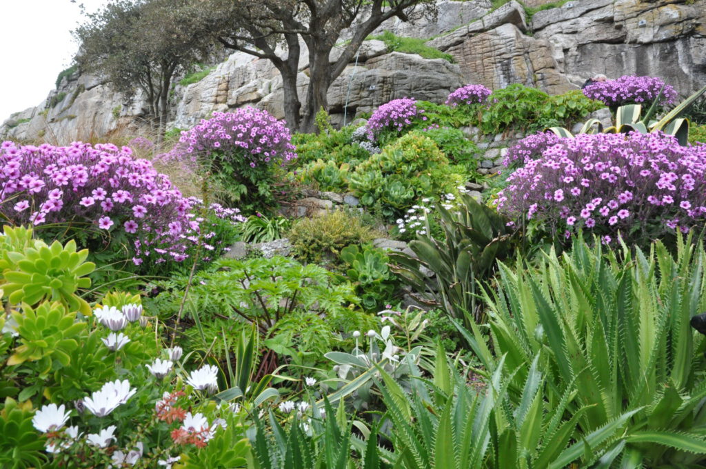 Tresco Abbey Garden