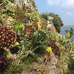 Tresco Abbey Garden