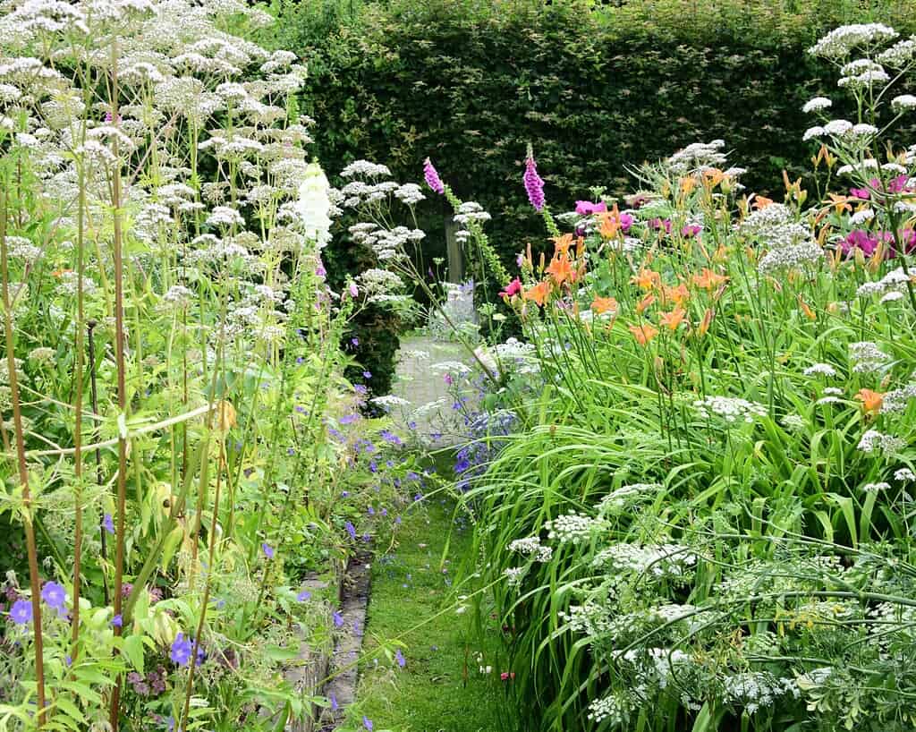 Een weelderig tuinpad met hoge, bloeiende wilde bloemen in wit, paars en oranje leidt naar een haag aan de achterkant. Dit levendige groen laat de vredige schoonheid van duurzame tuinen zien en hint naar de harmonie die in toekomsttuinen te vinden is.