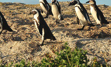 Een groep van zes afrikaanse pinguïns loopt en staat op een rotsachtig terrein onder een blauwe hemel, met wat groene vegetatie zichtbaar op de voorgrond.