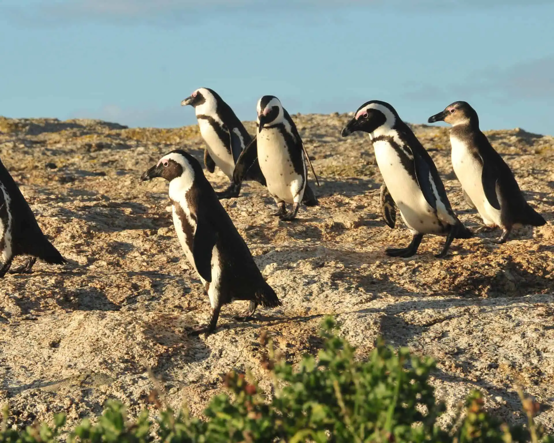 Een groep van zes afrikaanse pinguïns loopt en staat op een rotsachtig terrein onder een blauwe hemel, met wat groene vegetatie zichtbaar op de voorgrond.