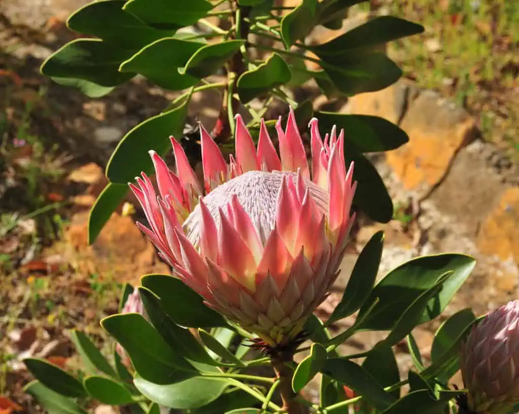 Een grote roze protea bloem met puntige bloemblaadjes omringd door groene bladeren, bloeit buiten in zonlicht in de buurt van rotsen en aarde.