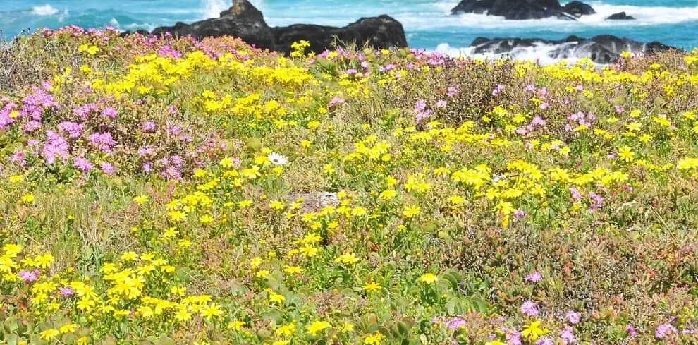 Een levendige kustscène met een veld van gele en paarse wilde bloemen op de voorgrond, donkere rotsen in de branding en helderblauwe oceaangolven op de achtergrond onder een heldere hemel.