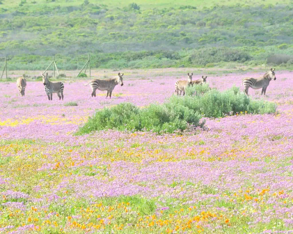 Een groep zebra's staat en graast in een uitgestrekt veld vol bloeiende paarse en oranje wilde bloemen, met groene heuvels en een hek zichtbaar op de achtergrond.