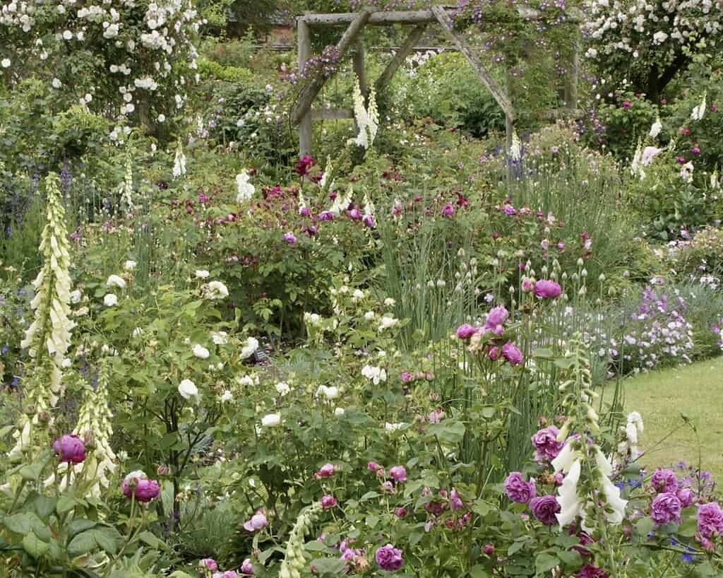 Een weelderige tuin in Zuid-Engeland, vol bloeiende roze en witte bloemen, hoge vingerhoedskruid en groen gebladerte, met op de achtergrond een houten prieel bij Bath bedekt met klimrozen.
