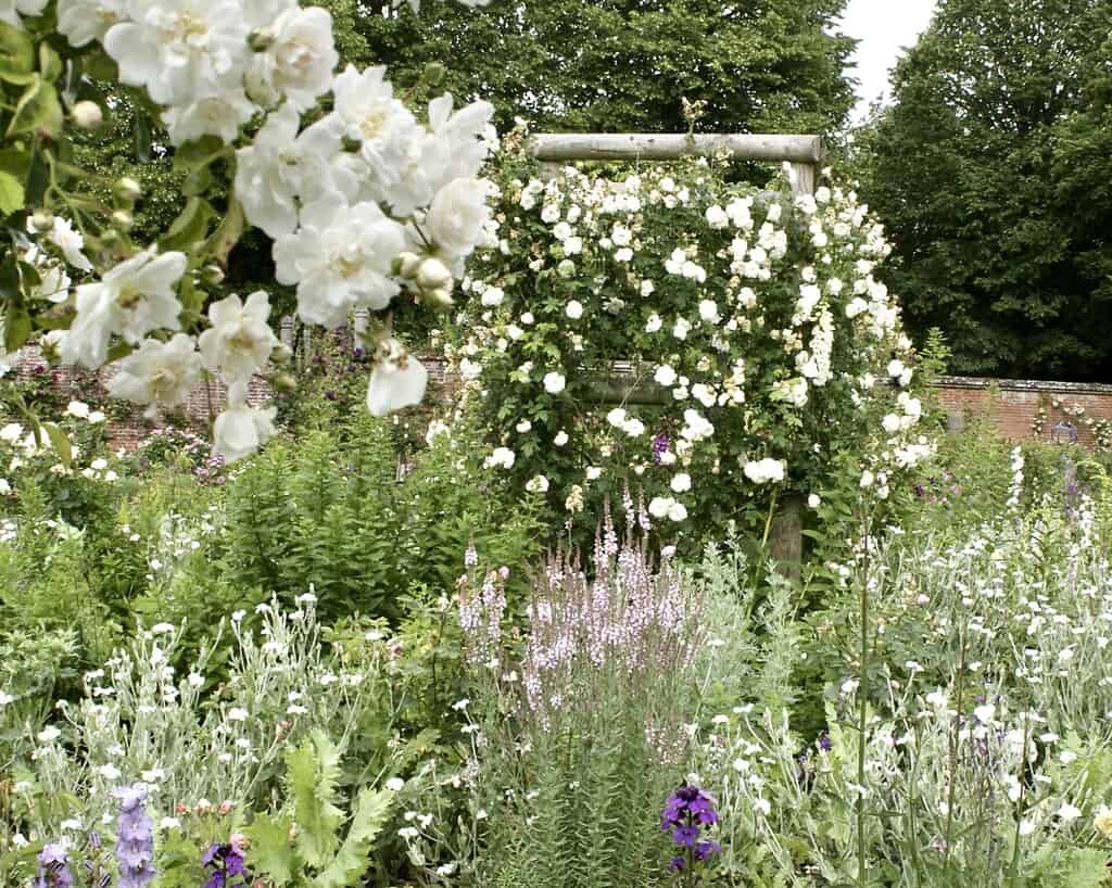 Een weelderige tuin in Zuid-Engeland vol groene planten en bloeiende struiken, met een houten boog bedekt met witte rozen. Meer witte bloemen bloeien op de voorgrond, met een hoge bakstenen muur en dichte bomen op de achtergrond.