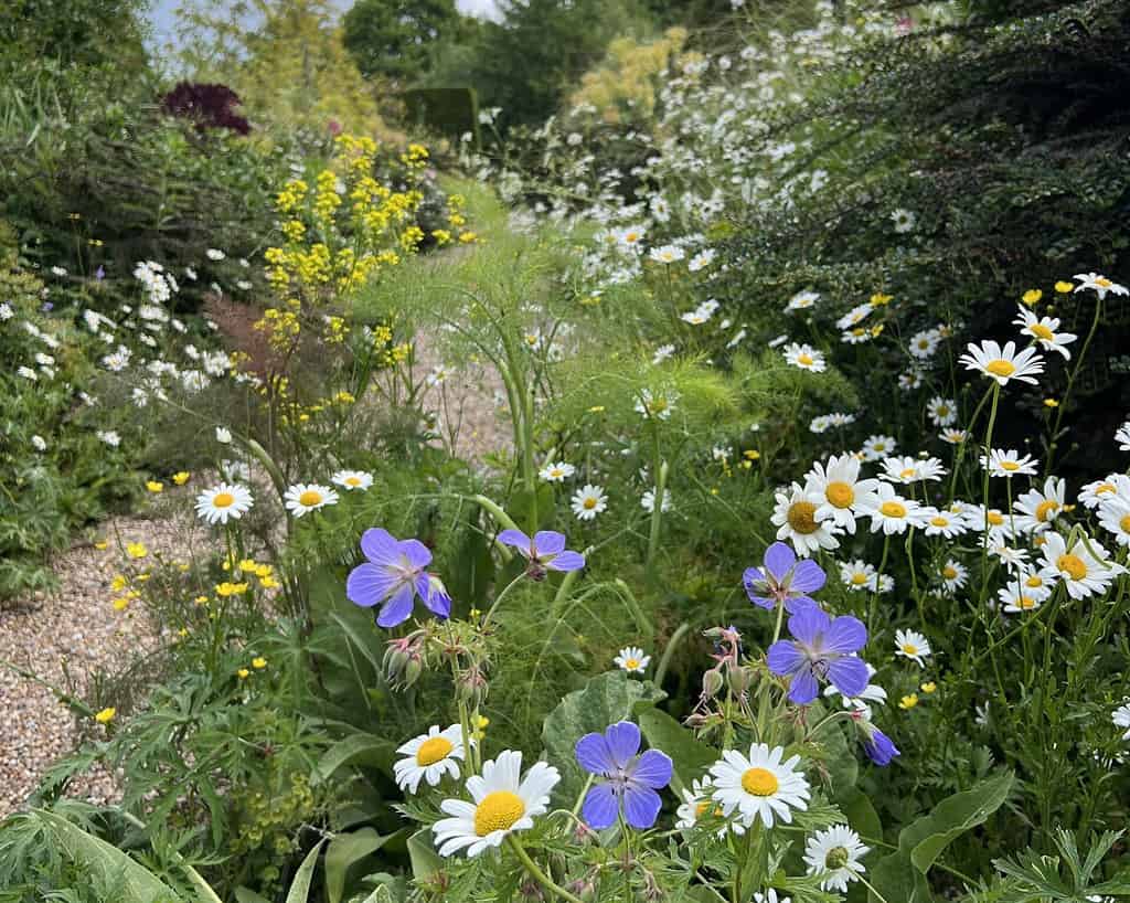 Een tuinpad slingert door dichte, kleurrijke wilde bloemen, waaronder witte margrieten en paarse bloemen die doen denken aan een Chelsea Flower Show, omringd door weelderig groen gebladerte onder een bewolkte hemel.