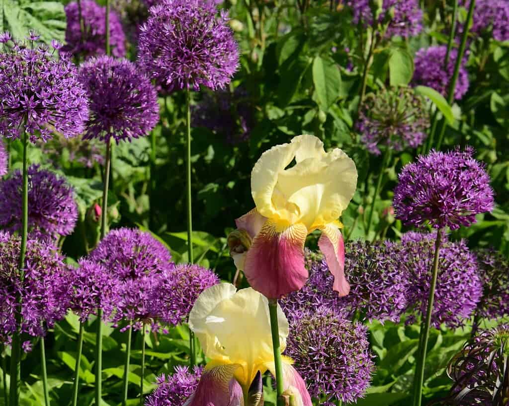 Verschillende ronde trossen paarse alliumbloemen omringen twee grote gele en roze irisbloemen in een groene tuin, hun levendige kleuren gloeien in het felle zonlicht - dit doet denken aan een scène van de Chelsea Flower Show.