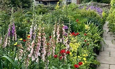 Een weelderige cottagetuin met bloeiende vingerhoedskruid, rode klaprozen en kleurrijke bloemen grenst aan een stenen pad en weerspiegelt de levendige displays van de Chelsea Flower Show voor een historisch vakwerkhuis onder een gedeeltelijk bewolkte hemel.